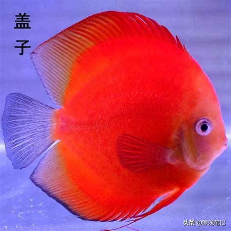 七彩神仙魚品種|七彩神仙魚好養嗎？七彩神仙魚價格、品種、壽命&入。